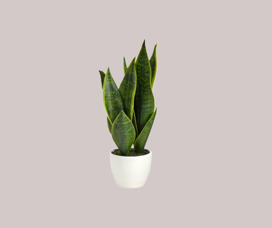 Artificial snake plant in a white modern planter 