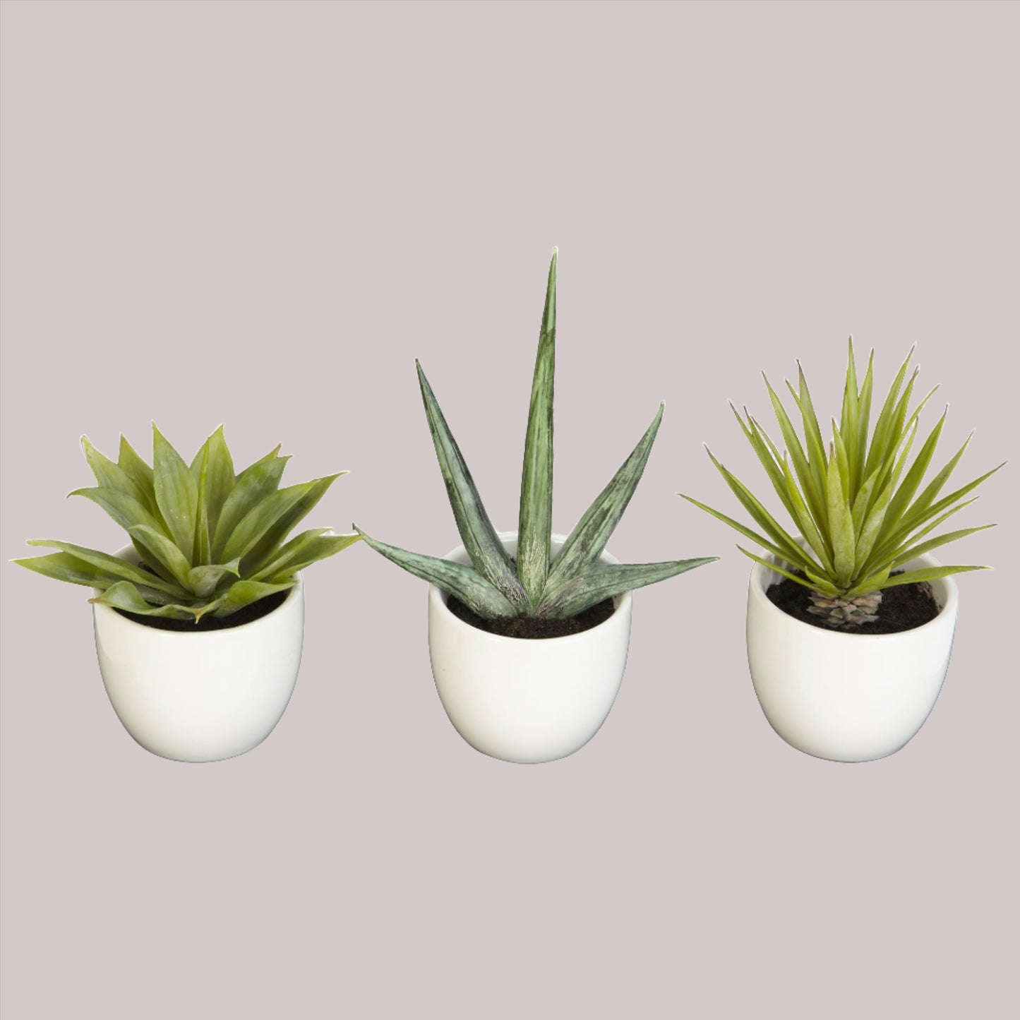 Southwest Succulents set of three