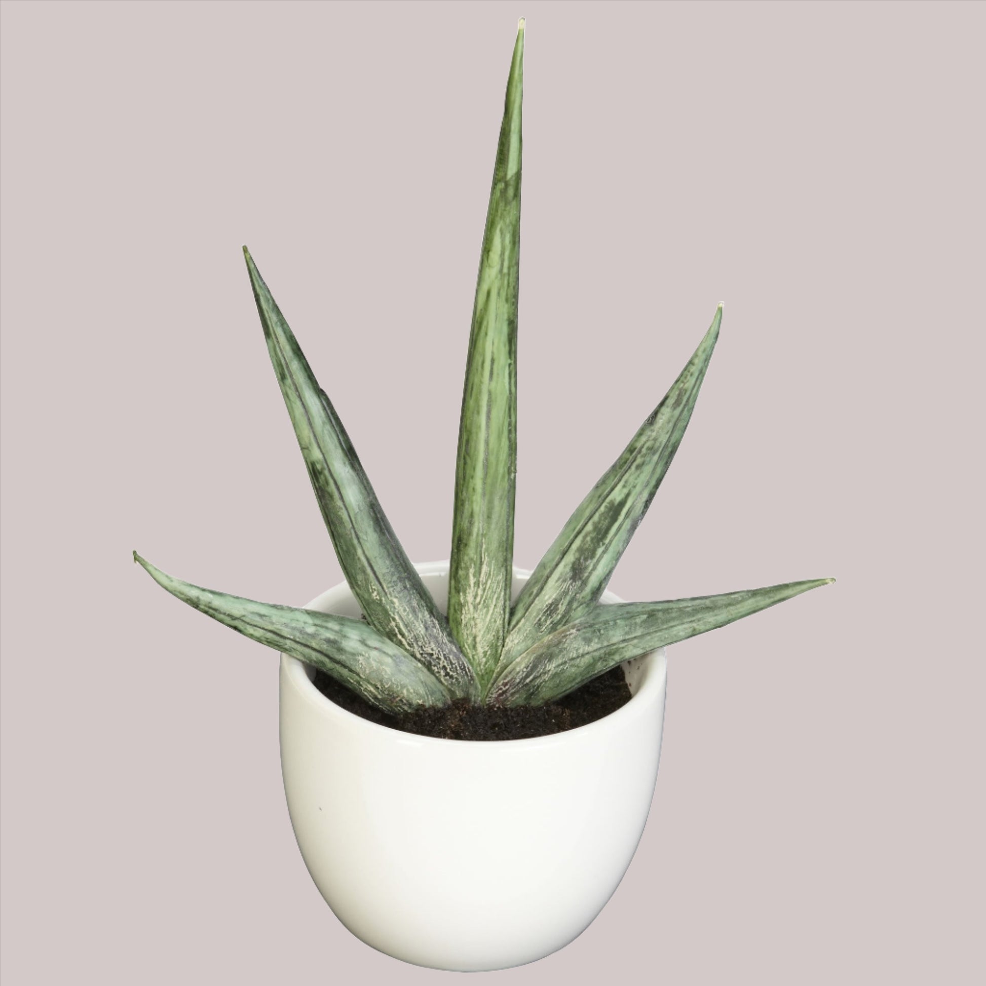 Southwest succulent aloe in ceramic pot