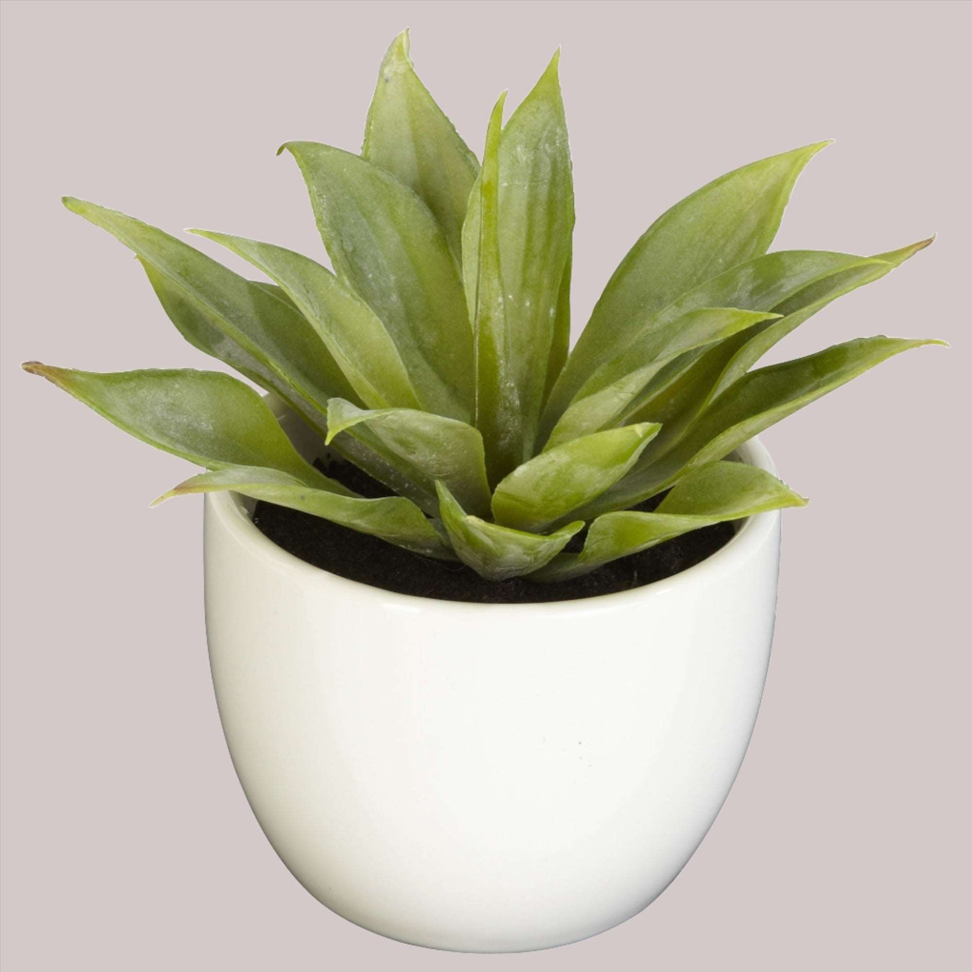 Southwest succulent in ceramic pot