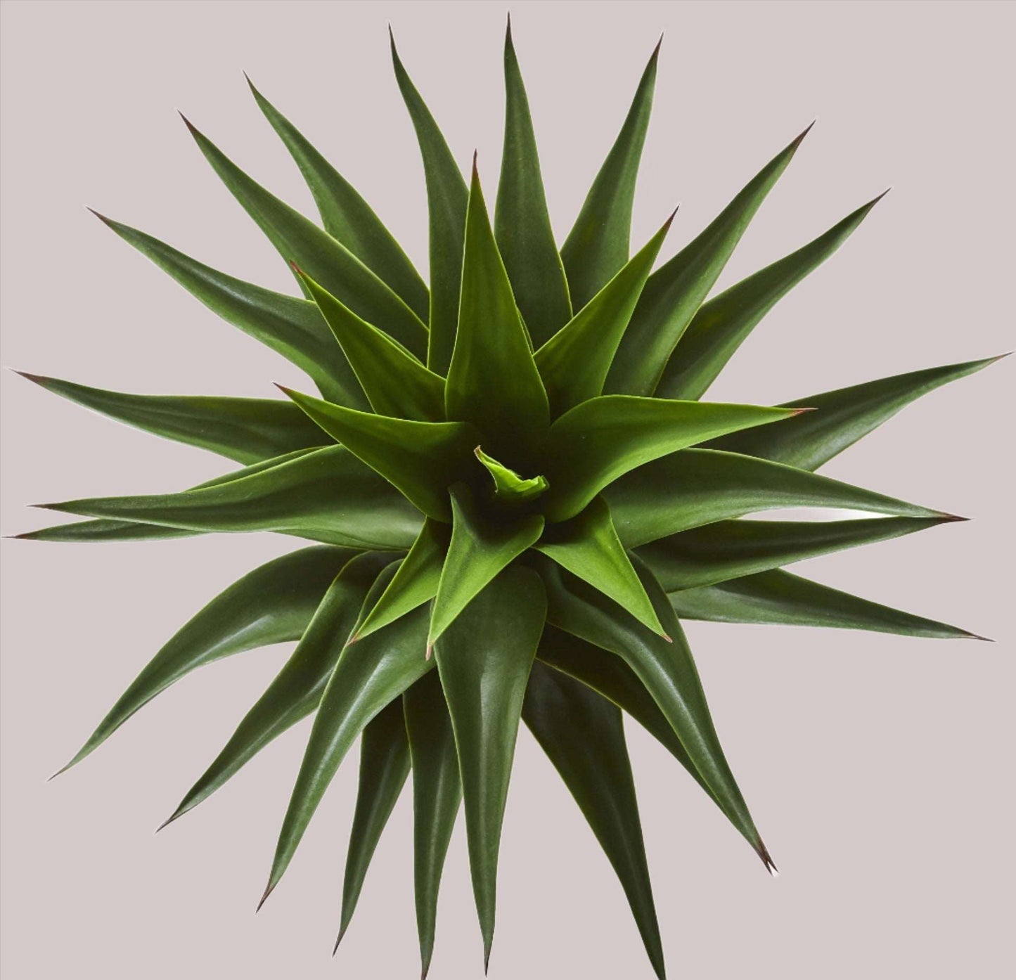 Artificial Agave Cactus Potted Plant Top view