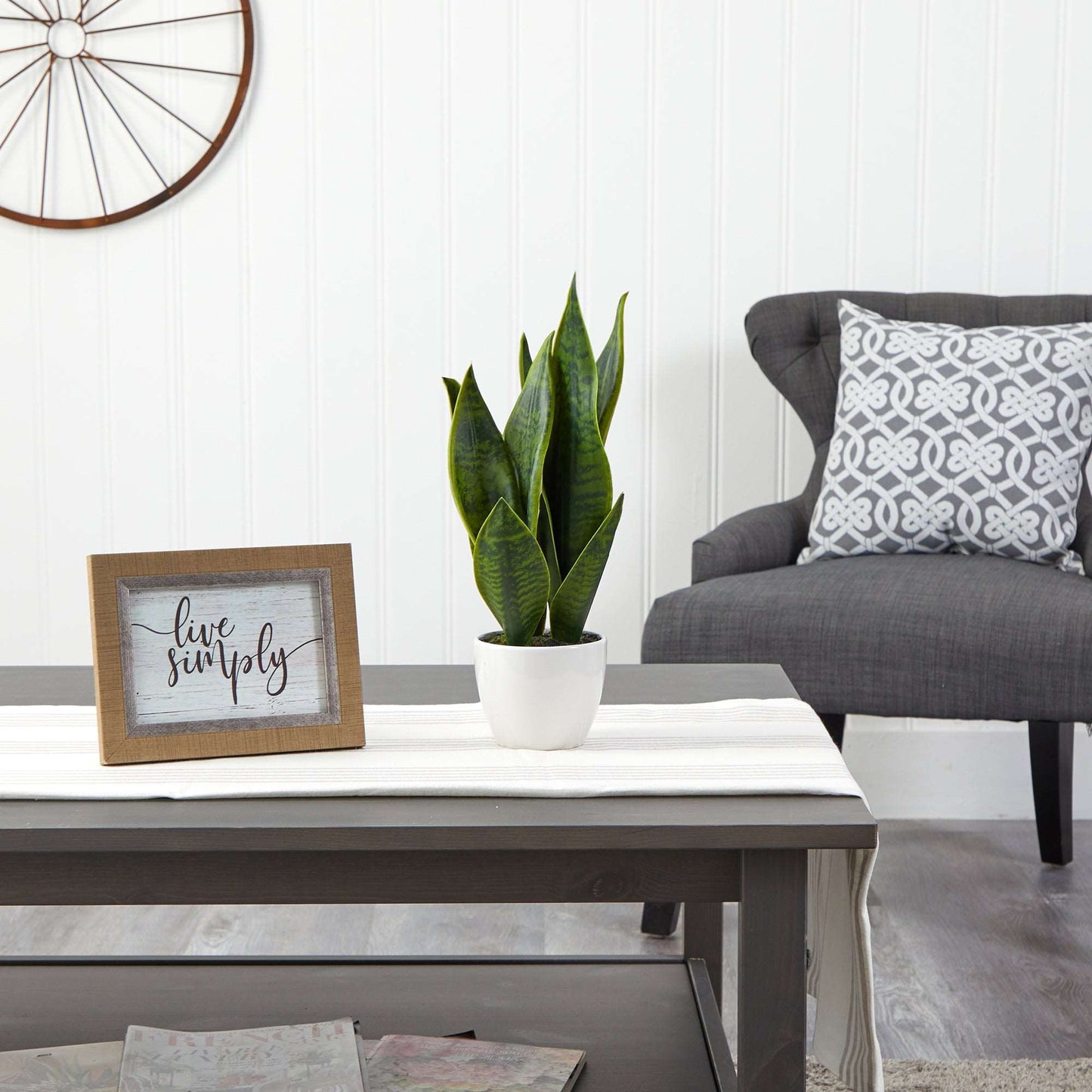 Sansevieria plant on gray coffee table with gray chair in white, farmhouse setting