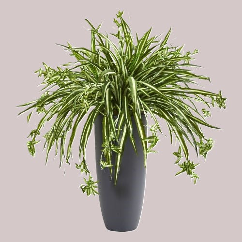 Artificial spider plant in a black cylinder planter